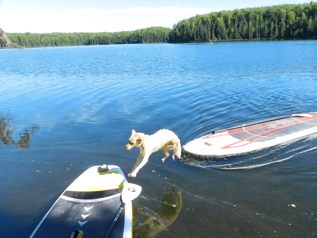venus_jumping trap